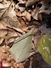 Smilax glauca