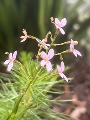 Stylidium laricifolium