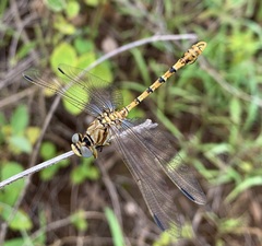 Crenigomphus hartmanni