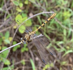 Crenigomphus hartmanni