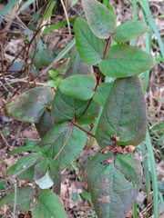 Hypericum androsaemum