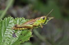 Pseudochorthippus montanus