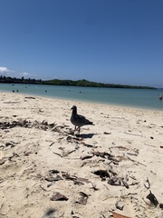 Leucophaeus fuliginosus