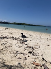 Leucophaeus fuliginosus