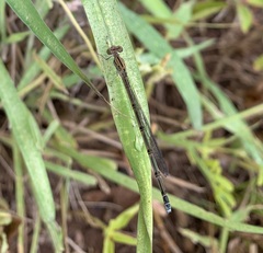 Pseudagrion sublacteum