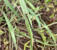 Pseudagrion sublacteum