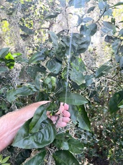 Citrus paridisi