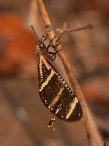 Palparellus nyassanus