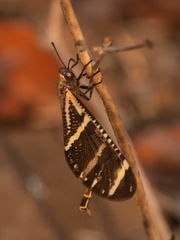 Palparellus nyassanus