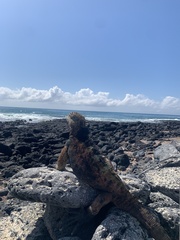 Amblyrhynchus cristatus