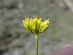 Draba aizoides