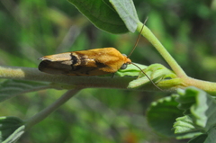 Acontiini