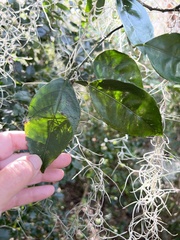 Citrus paridisi