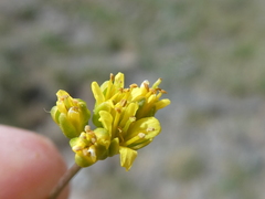 Draba aizoides