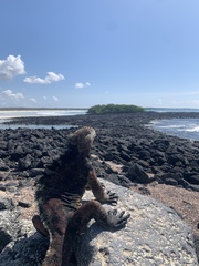 Amblyrhynchus cristatus