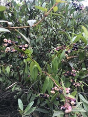 Cavendishia pubescens