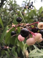 Cavendishia pubescens