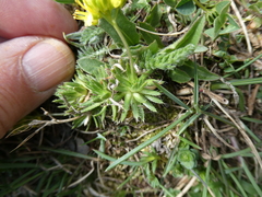Draba aizoides