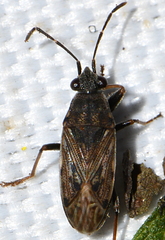Peritrechus
