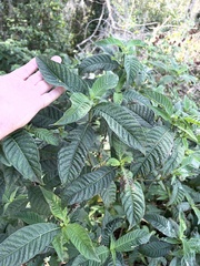 Psychotria tenuifolia
