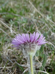Erigeron uniflorus