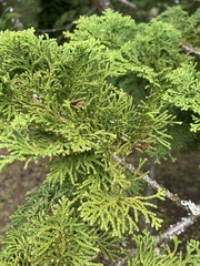 Cupressaceae