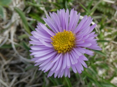 Erigeron uniflorus