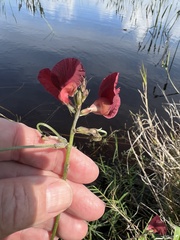 Macroptilium lathyroides