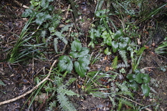 Knowltonia vesicatoria