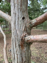 Cupressaceae