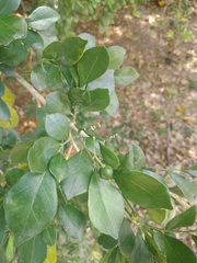 Murraya paniculata