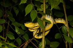 Tropidolaemus wagleri