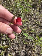 Macroptilium lathyroides