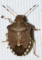 Peribalus strictus