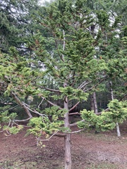 Cupressaceae