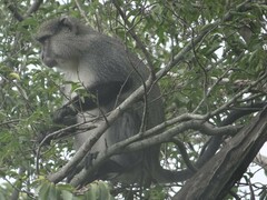 Cercopithecus mitis labiatus