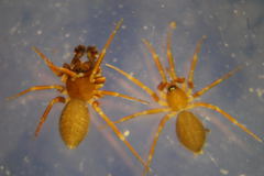 Microneta viaria