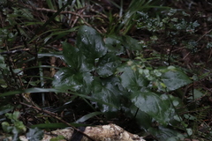 Knowltonia vesicatoria