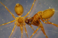 Microneta viaria