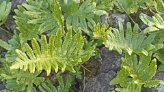 Polypodium macaronesicum azoricum