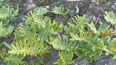 Polypodium macaronesicum azoricum