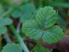 Potentilla sterilis