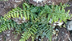Asplenium billotii