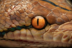 Malayopython reticulatus