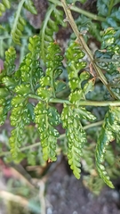 Asplenium billotii