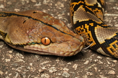 Malayopython reticulatus
