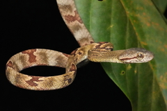 Boiga cynodon