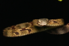 Boiga cynodon