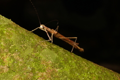 Planososibia esacus