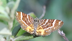 Chrysolarentia polycarpa